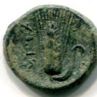 Lucania, Metaponto (425-350 a.C.): bronzo 16 mm (HN Italy#1657), gr. 2,68
