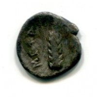 Lucania, Metaponto (212-207 a.C.): diobolo, testa a sinistra (Montenegro#2449), gr. 0,63
